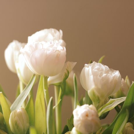 tulip